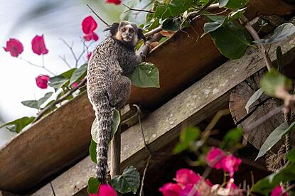 Ponta do Curral, Monkey